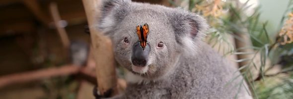 Linda amistad entre un koala y una mariposa